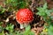 Poisonous red mushroom growing in the forest. A dangerous mushroom for your health. Amanita in the forest.