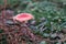 Poisonous red mushroom with red dots in a natural european forest environment full of grass, moss and pines. Fly Agaric, Amanita M