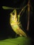 Poisonous Rock Frog (Odorrana hosii)