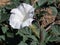 Poisonous Sacred Datura Plant