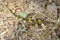 The poisonous salamandra, Linnaeus werneri Sochurek,Gayda