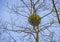 Poisonous semi-parasite mistletoe white Viscum album on a tree owner