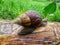 Poisonous snail walking on banana tree. Animals that have the Latin name Achatina fulica are included in the land snail group