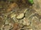 Poisonous snake mapanare bothrops atrox