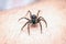 Poisonous spider over person arm, poisonous spider biting person, concept of arachnophobia, fear of spider. Spider Bite