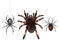 Poisonous spiders species realistic vector set