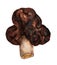 Poisonous spring mushroom gyromitra