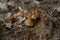 Poisonous toadstool mushrooms