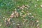 Poisonous toadstools mushrooms gows on autumn grassy glade