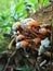 A poisonous tropical mushroom growing on moist wood in the Menoreh Hills