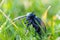 Poisonous violet oil beetle feeding on grass