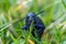 Poisonous violet oil beetle feeding on grass