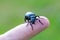 Poisonous violet oil beetle on human finger