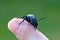 Poisonous violet oil beetle on human finger