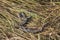 Poisonous viper snake in dry grass. Europe, autumn.