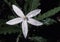 Poisonous white flower in rain forest, Trinidad