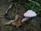 Poisonous white mushroom grown in the wild