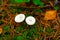 Poisonous white mushrooms in the forest, top view