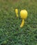 Poisonous yellow Mushroom Leucocoprinus birnbaumii