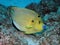 Poisson ange Ã  trois taches - Threespot angelfish
