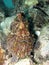 Poisson crapaud - frog fish