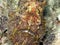 Poisson crapaud - frog fish