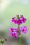 Poisson`s primrose, Primula poissonii, flowering in Sichuan