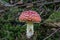 Poisson Toadstool on coniferous forest