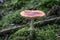 Poisson Toadstool on coniferous forest