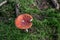 Poisson Toadstool on coniferous forest