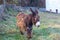 Poitevin donkey view of profile grazing in field