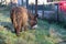 Poitevin donkey view of profile grazing in field