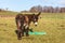 Poitevin donkey view of profile grazing in field