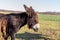 Poitevin donkey view of profile grazing in field