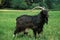 Poitevine Goat, a French Domestic Goat Breed, Billy goat