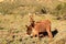 Poitou donkey Baudet de Poitou, Poitevin. Karoo, South Africa.
