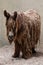Poitou donkey Equus asinus