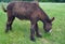 Poitou donkey Feeding Time