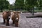 Poitou donkey, French breed of donkey in Wilhelma Zoo in Stuttgart, Germany.