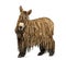 Poitou donkey with a rasta coat