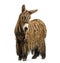 Poitou donkey with a rasta coat