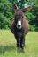 Poitou donkey Stare