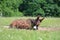 Poitou Donkeys Laying Down