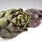 Poivrade Artichoke, cynara scolymus against White Background