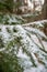 Pokainu Mezs: Snow-Draped Fir Trees in Wintry Latvian Beauty