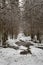 Pokainu Mezs\\\' Snowy Routes: Discovering Dobele\\\'s Wintry Forest Beauty