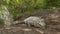 Poked Orinoco Crocodile Gets Angry, Colombia