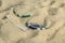 Poker playing cards buried in a sand dune