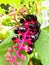 Pokeweed Berry Cluster on Pink Branch