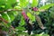 Pokeweed green and purple berries poisonous plant